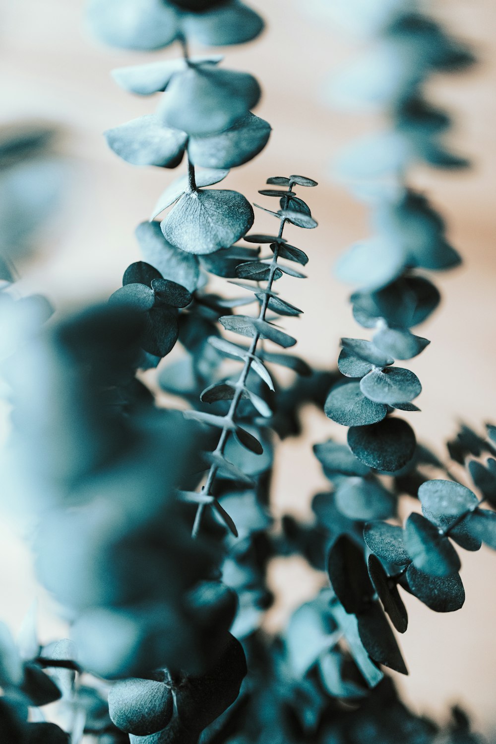 blue and white flower buds