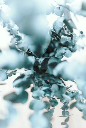Close-up of eucalyptus leaves and small white flowers arranged delicately on a clean, white textured background.
