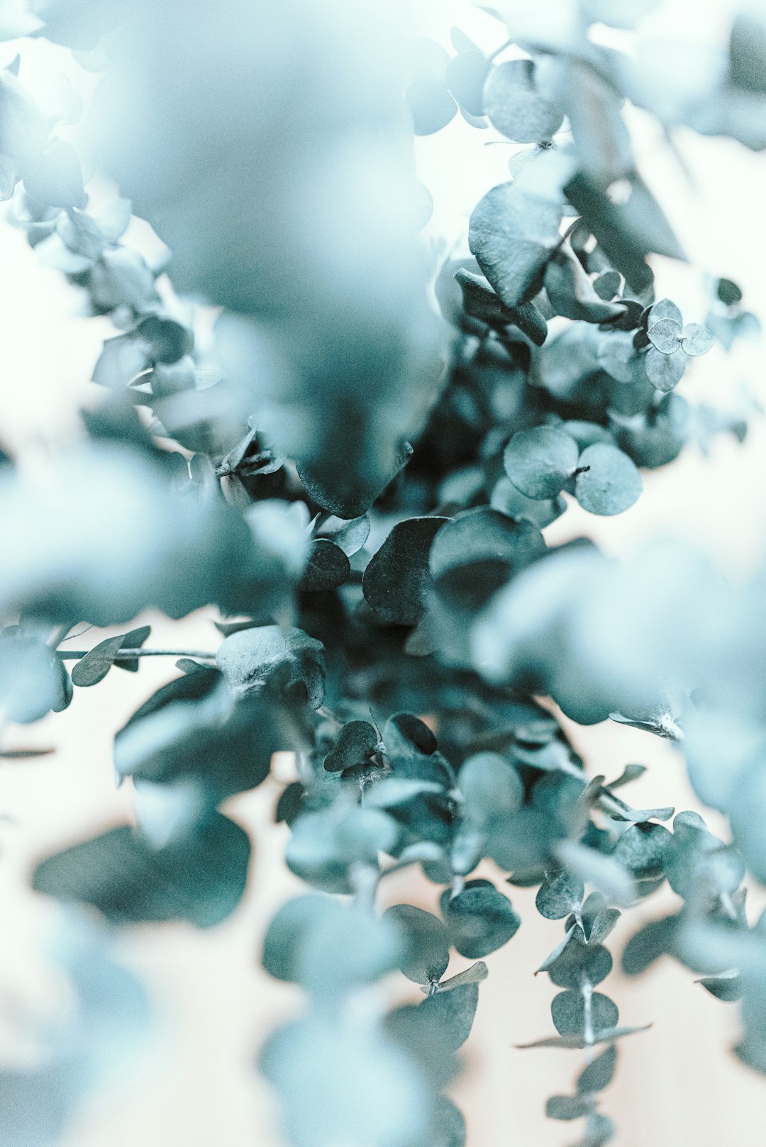 blue flowers in tilt shift lens