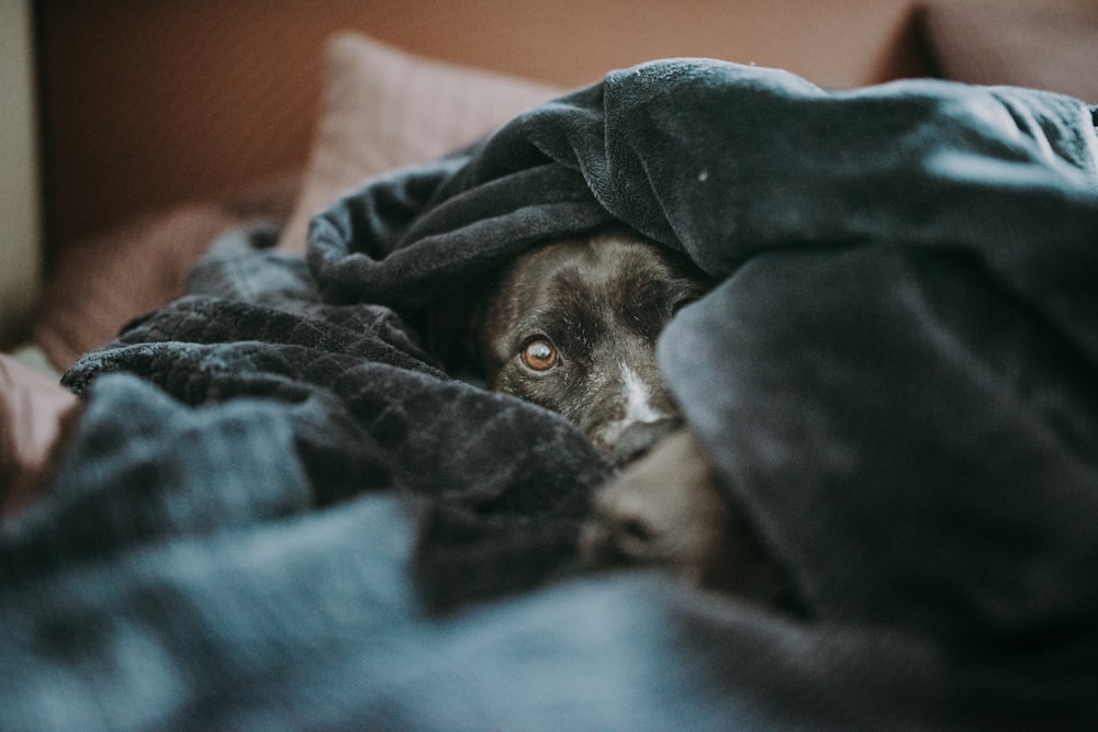 brown short coated dog covered with blue blanket