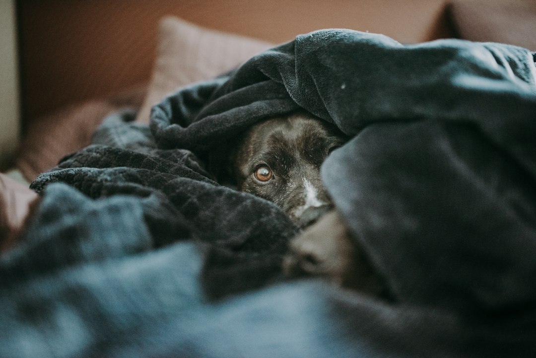 Chien rassuré et au chaud sous sa couverture