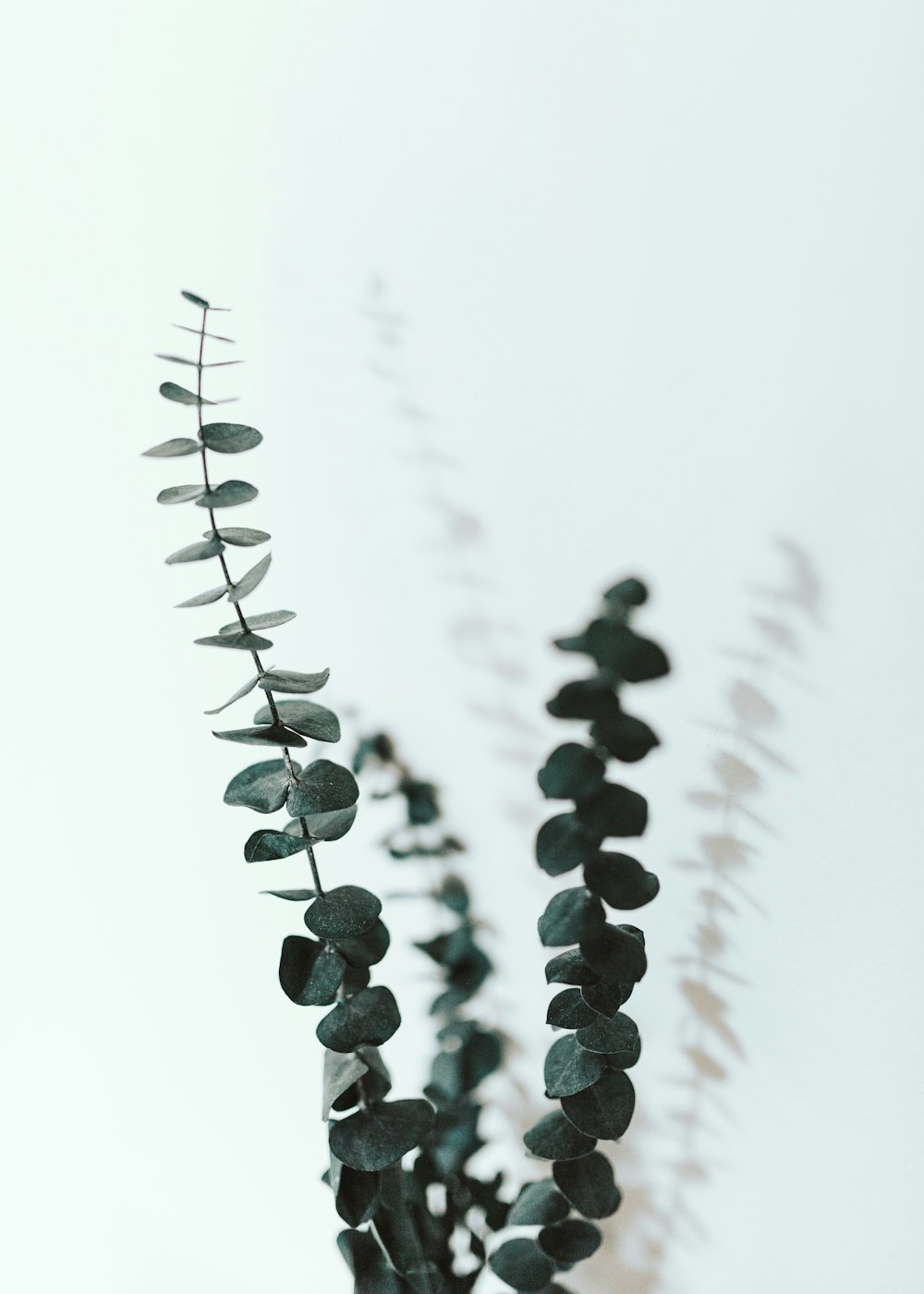 black round fruits on white background