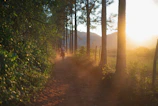 A rider and horse trotting along a dirt path lined with tall palm trees at sunset.