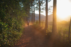 A rider and horse trotting along a dirt path lined with tall palm trees at sunset.