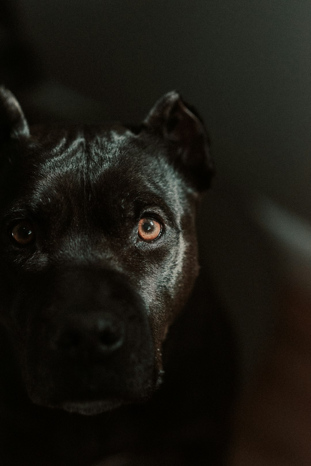 black short coat medium dog