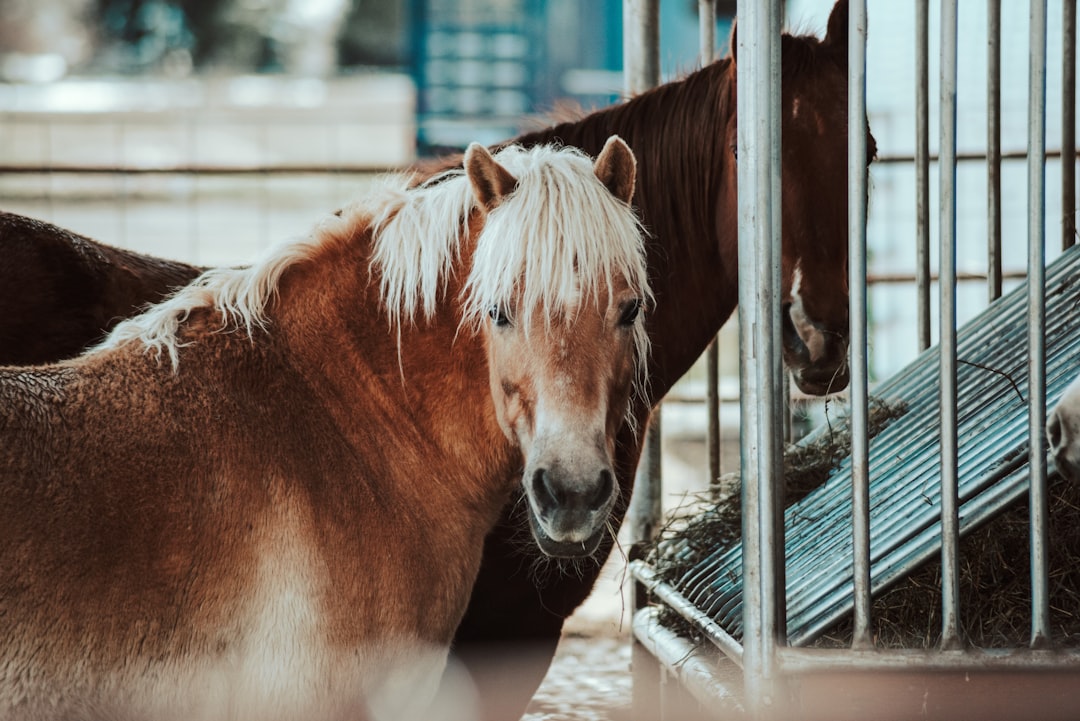 brown and white horse in cage