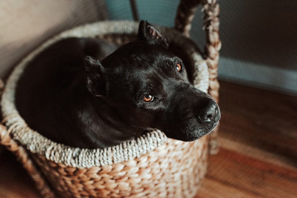 black short coated medium sized dog on brown woven basket