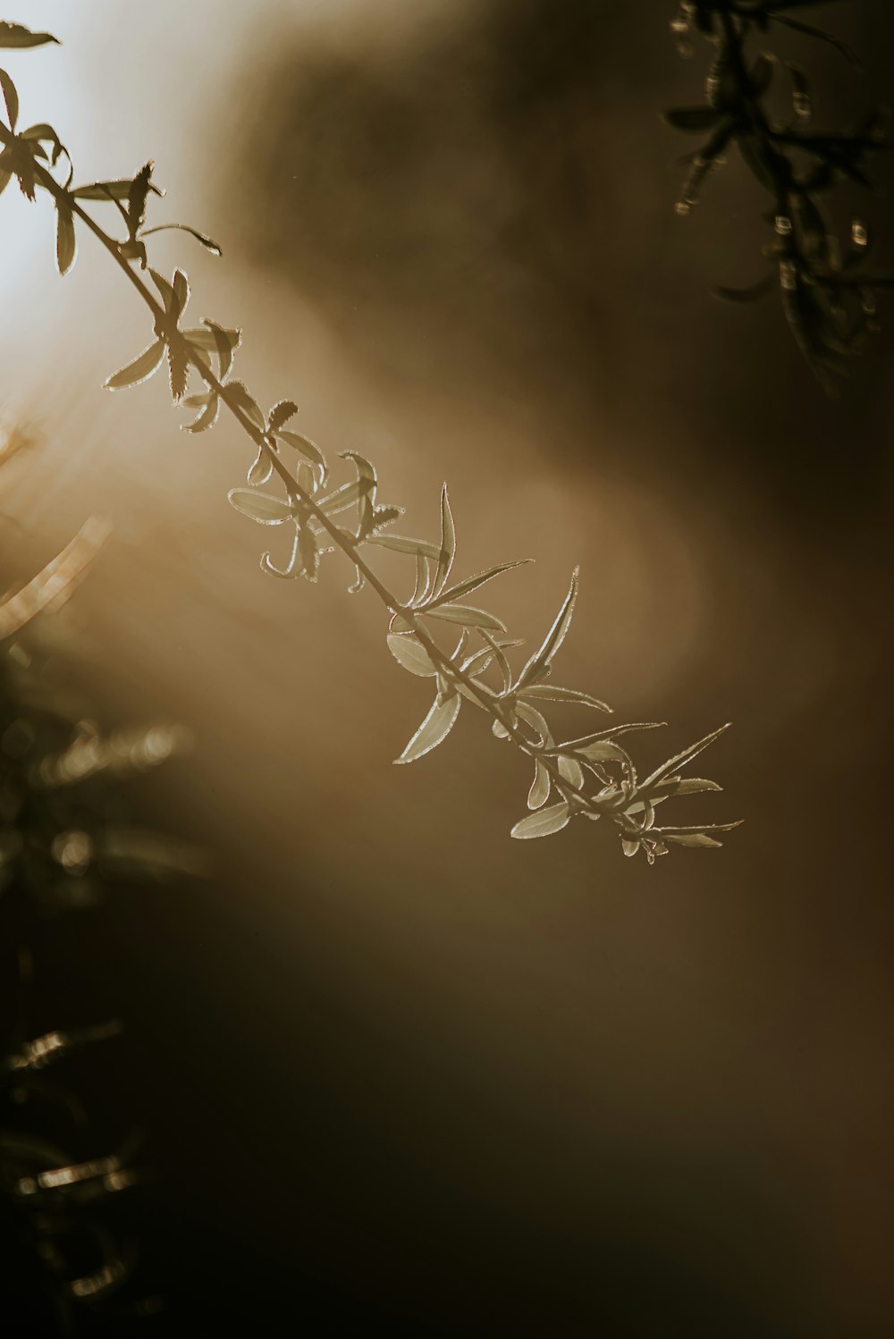 white flower buds in tilt shift lens