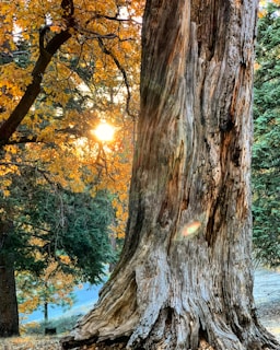 brown tree trunk near body of water during daytime
