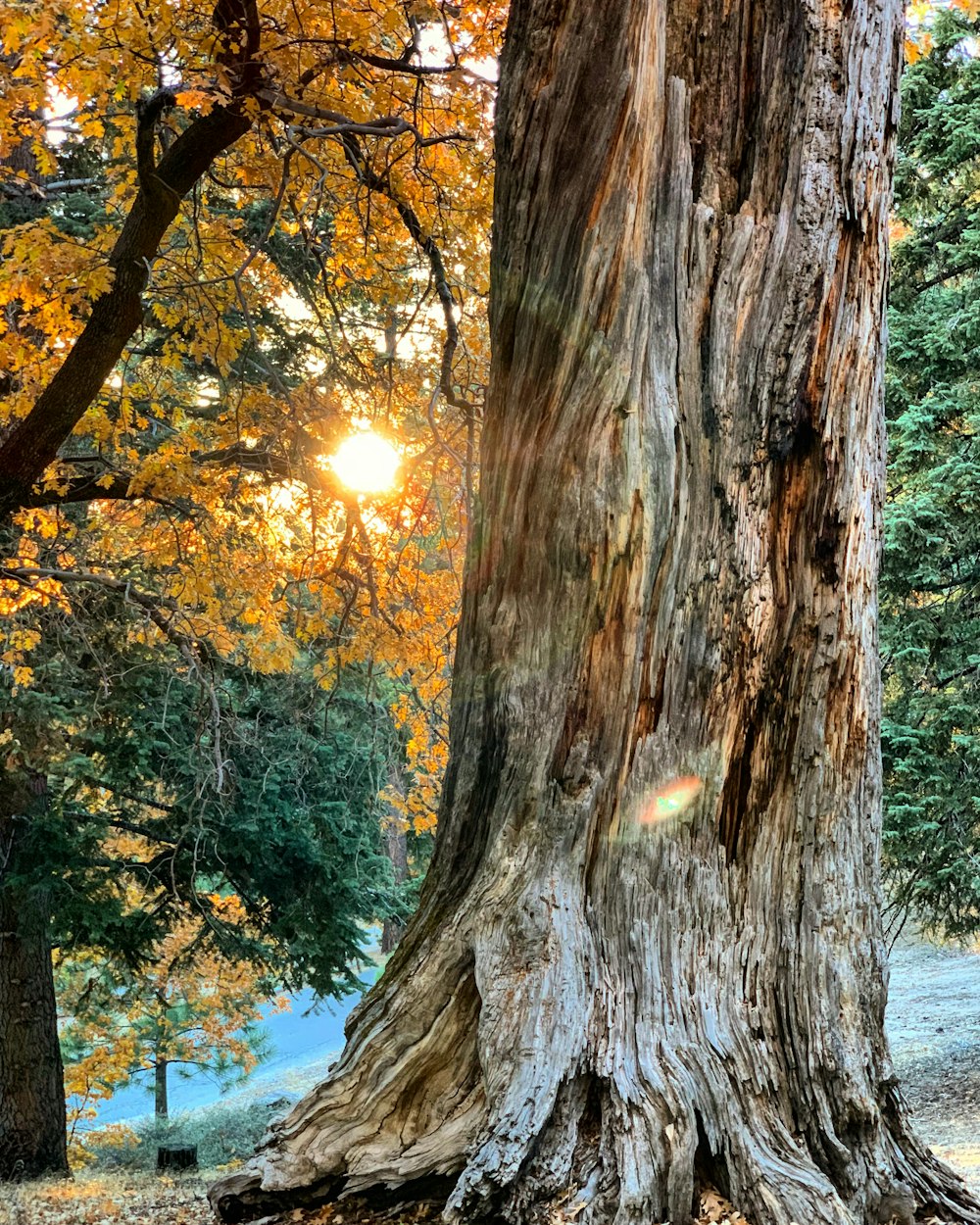 brown tree trunk near body of water during daytime