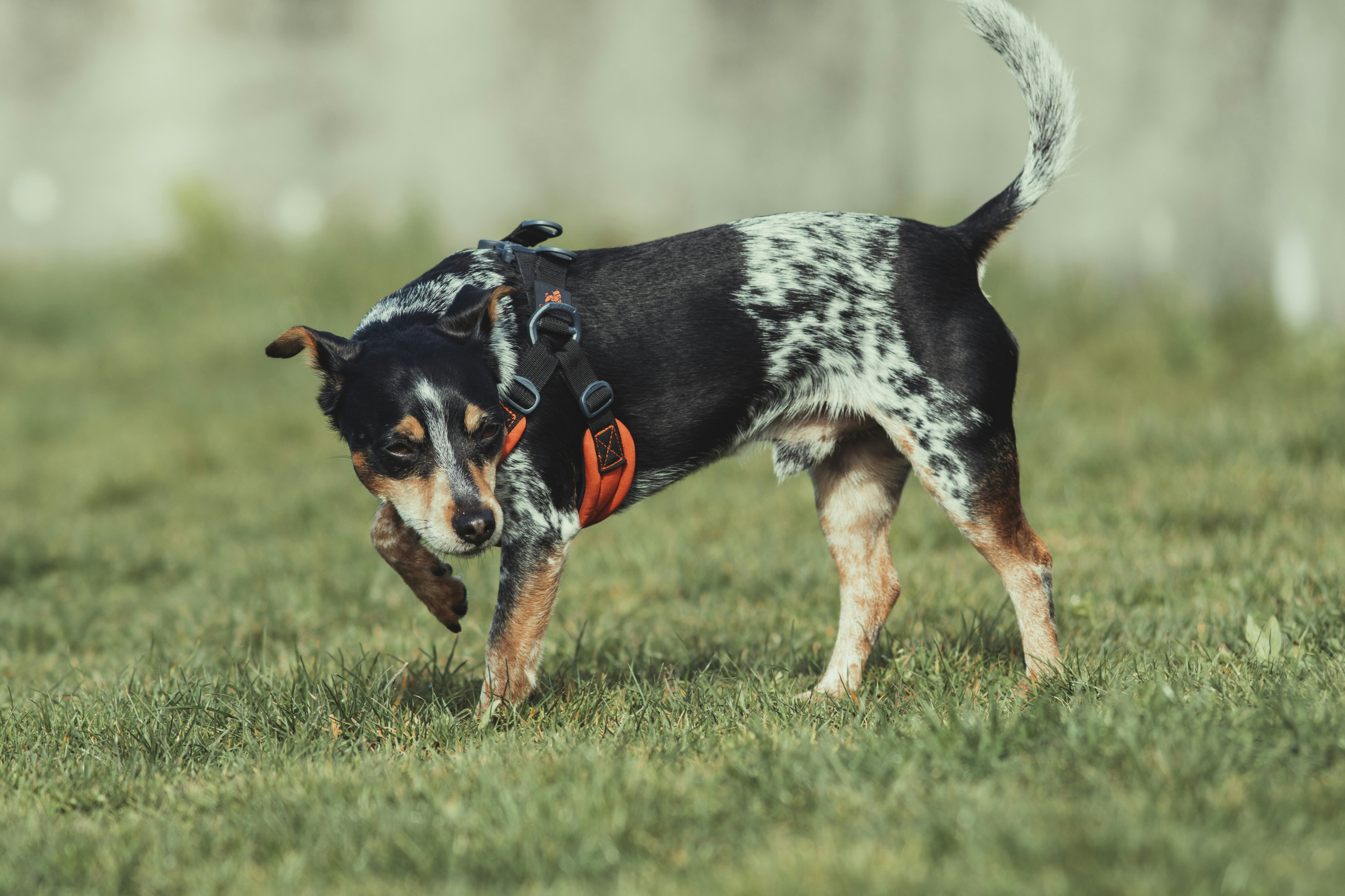 Photo by hiccupfromberk