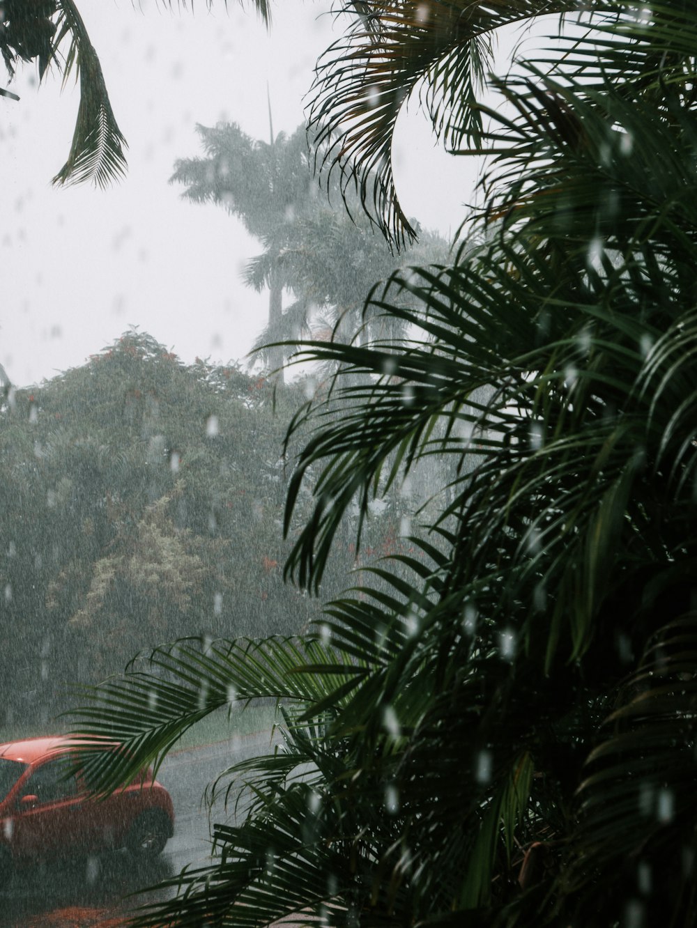 green palm tree near mountain during daytime