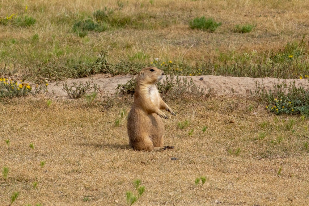 brown squirrel on brown grass during daytime