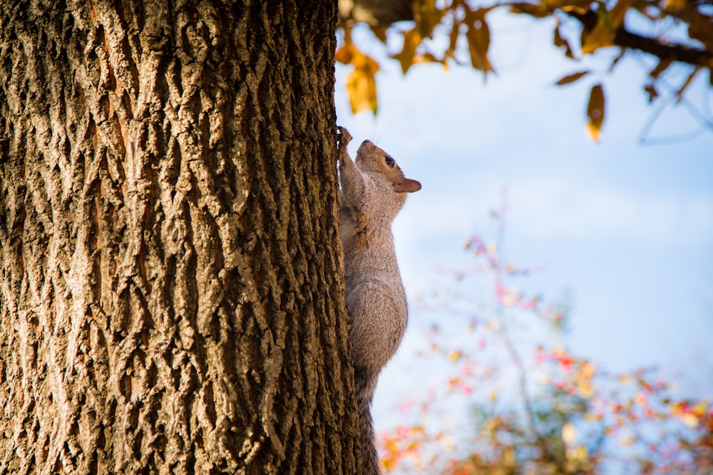 brown squirrel on brown tree branch during daytime