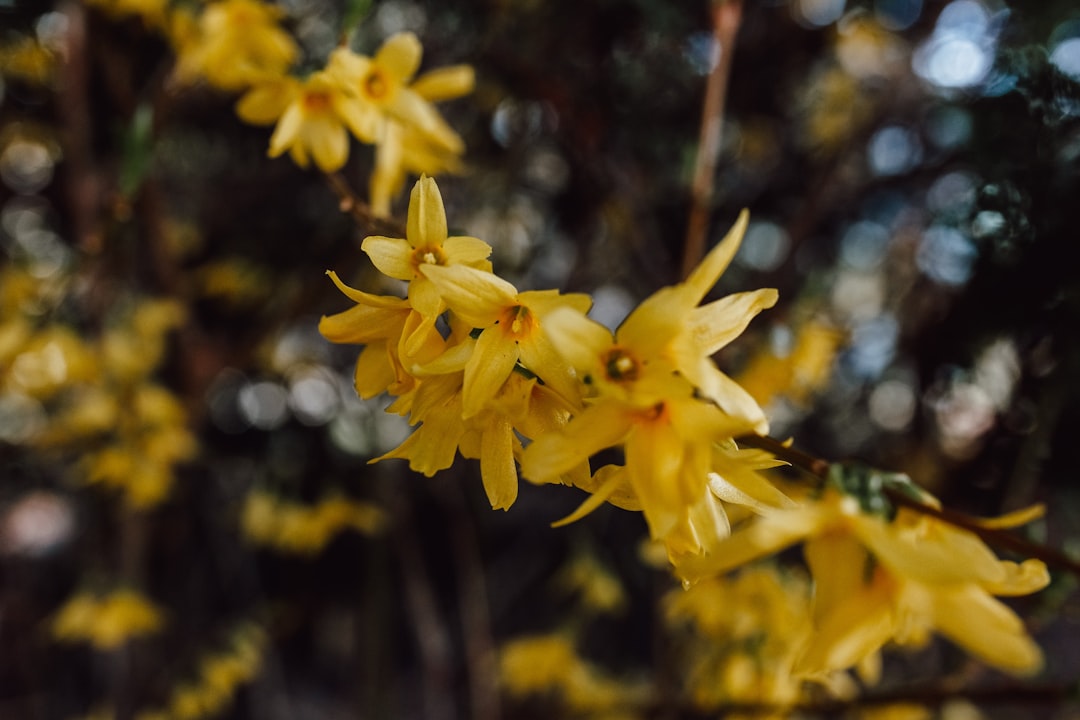 yellow flower in tilt shift lens