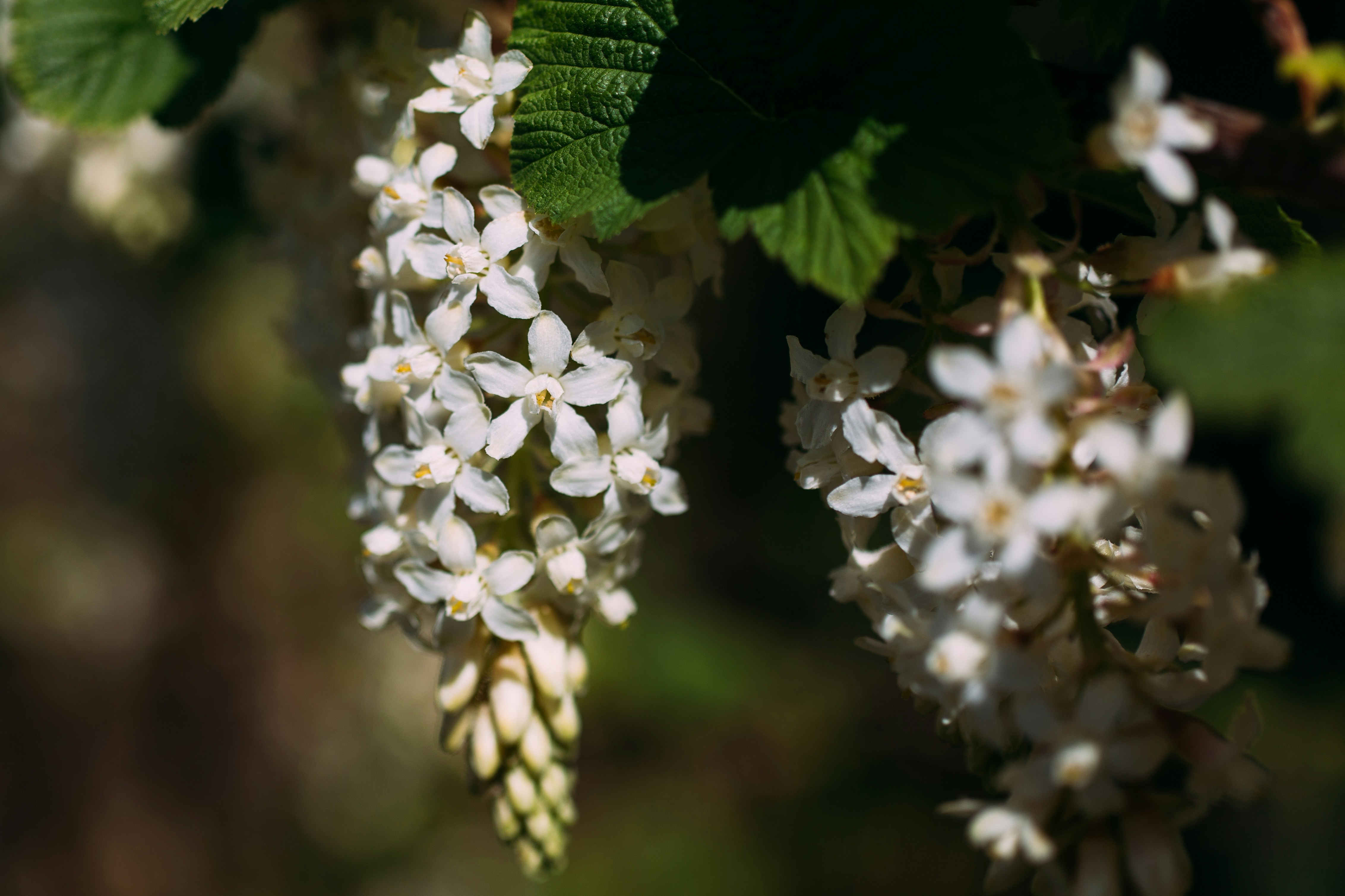 Photo by natureuninterrupted1