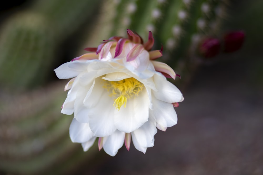 white flower in tilt shift lens