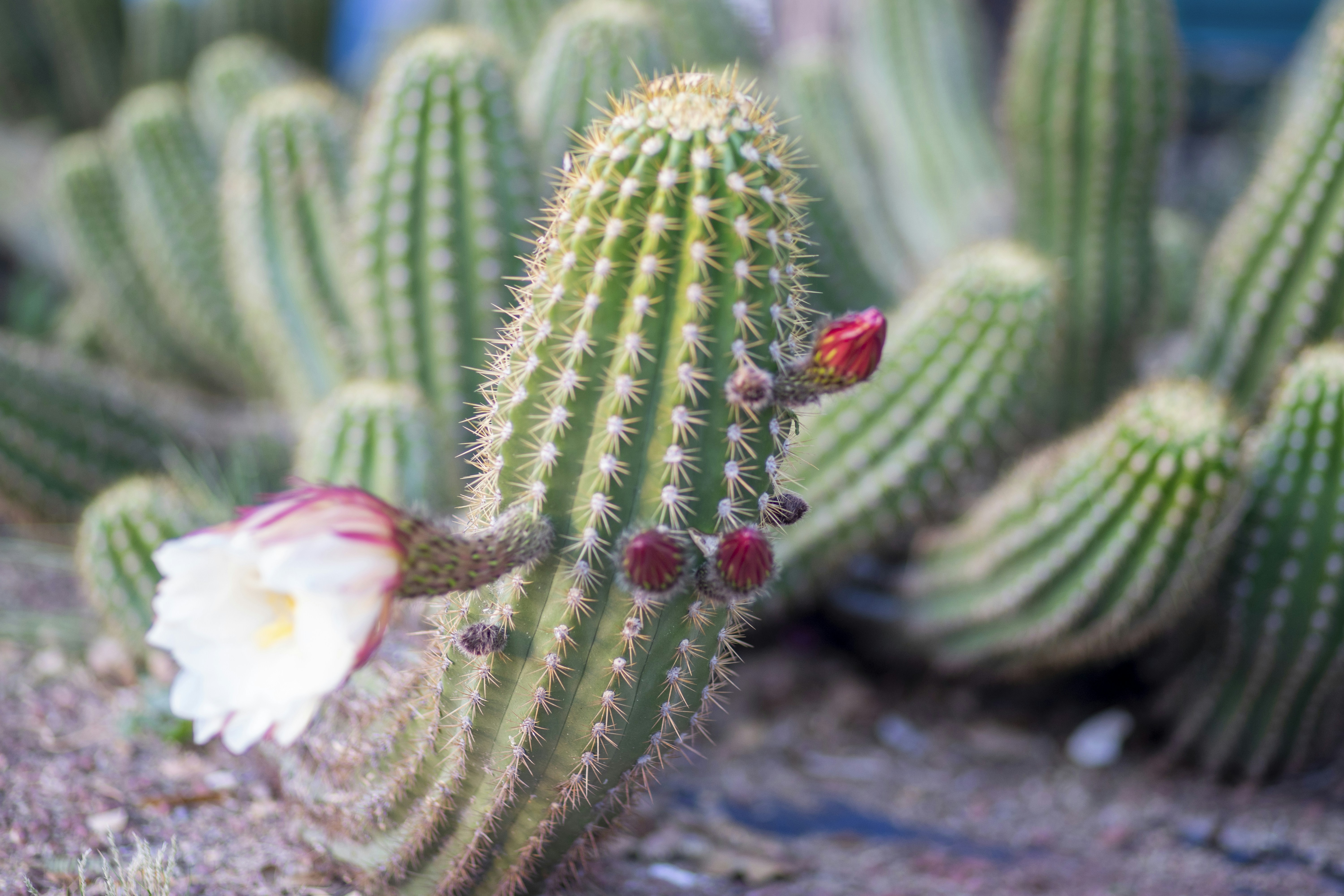 白い花を持つ緑のサボテンの植物の写真 Unsplashで見つける工場の無料写真