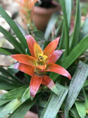 Cluster of colorful bromeliads with red and orange hues in a tropical setting.