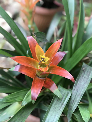 Cluster of colorful bromeliads with red and orange hues in a tropical setting.