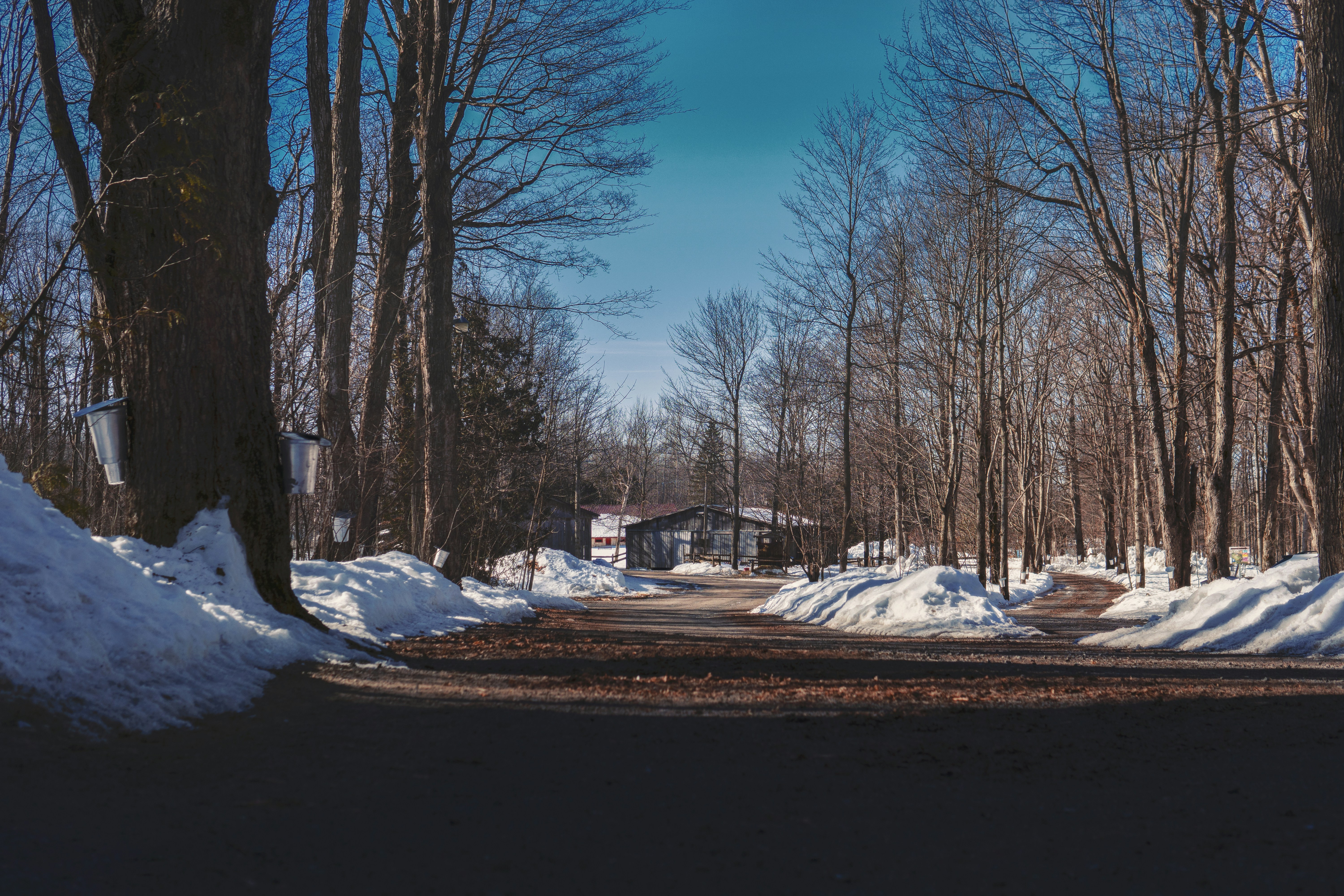 brown trees and white snow covered ground during daytime