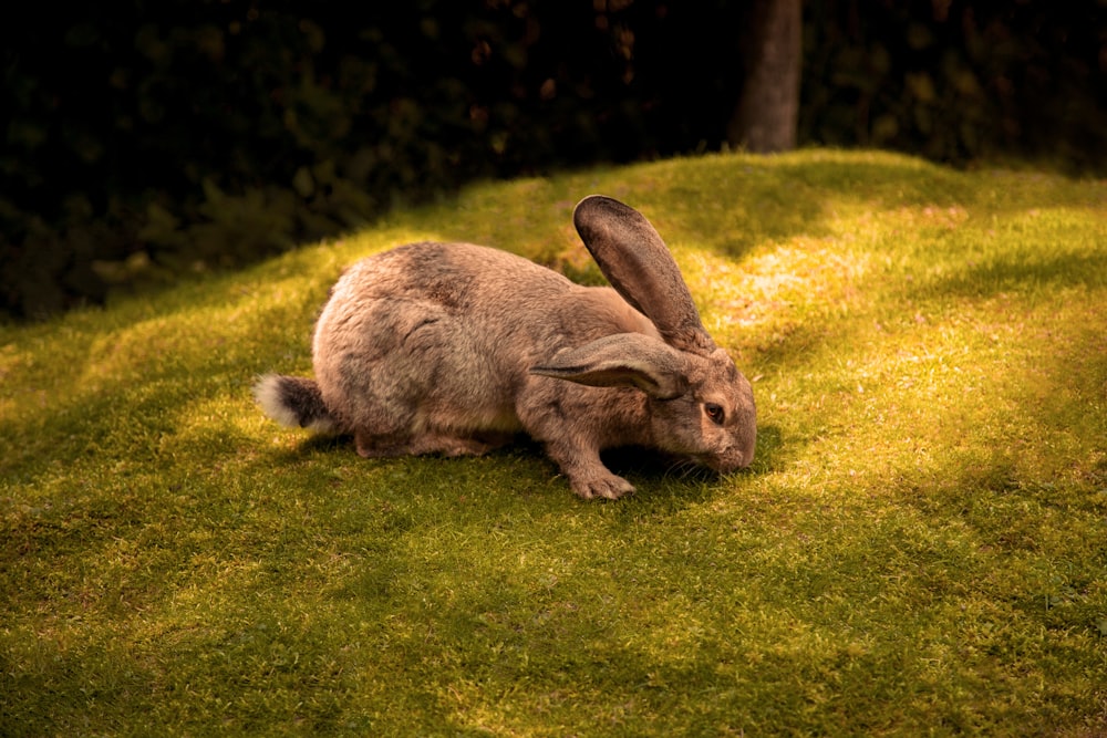 낮 동안 푸른 잔디밭에 갈색 토끼
