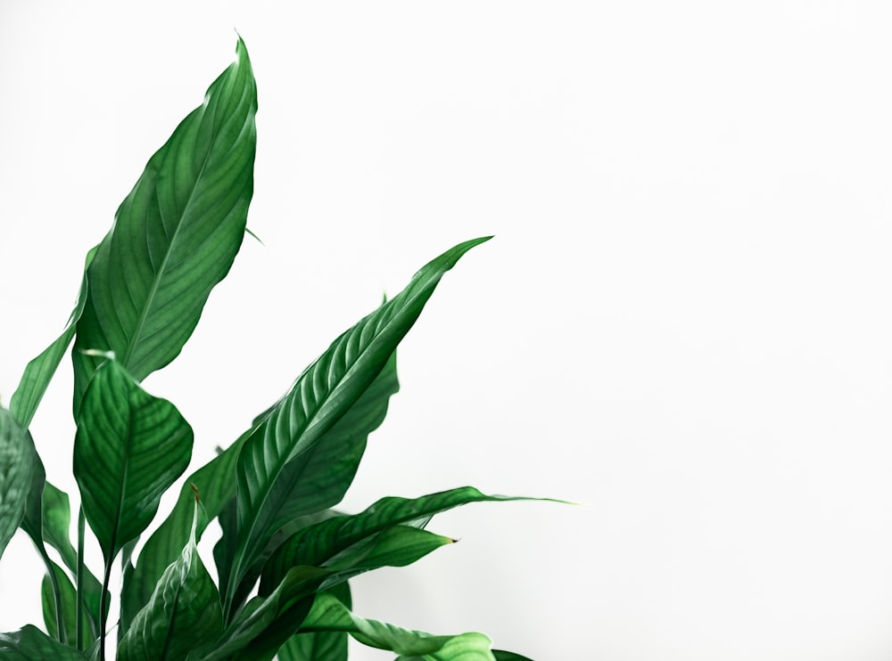 green leaves on white background