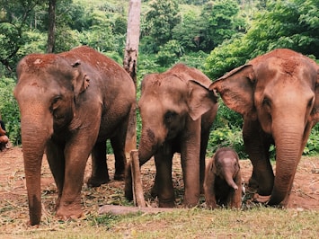 group of elephants walking on forest during daytime