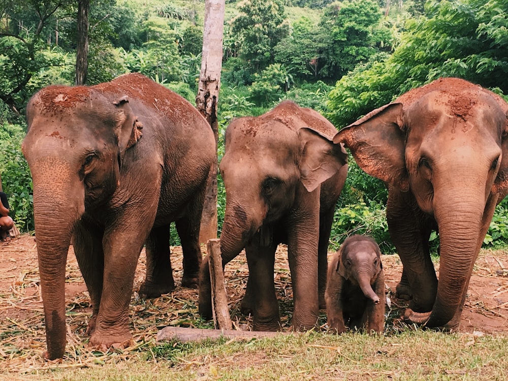 낮 동안 숲을 걷는 코끼리 그룹