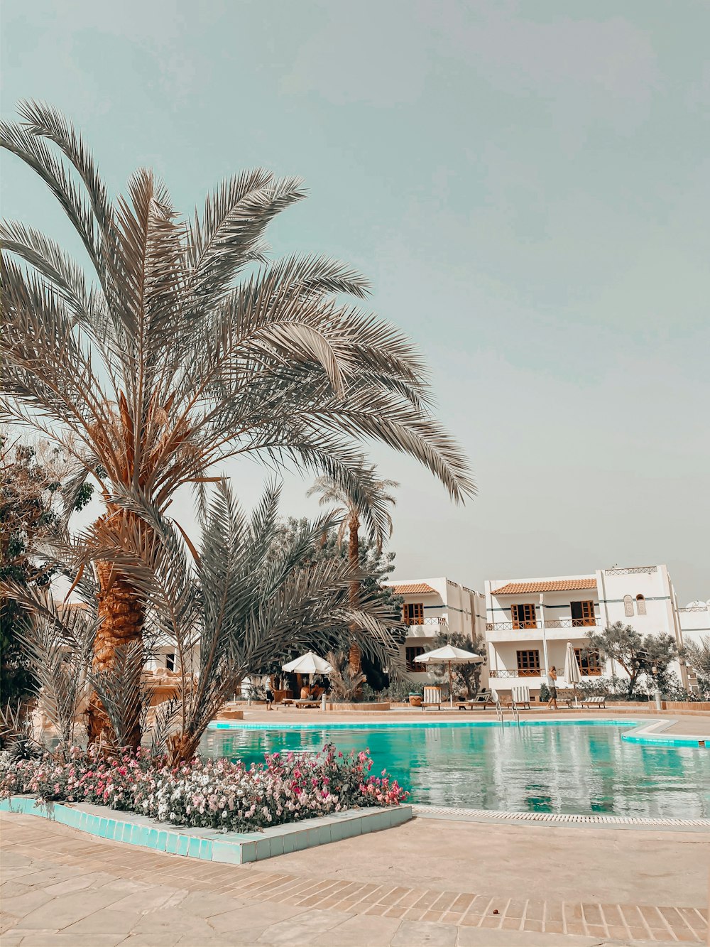 palm trees near swimming pool during daytime