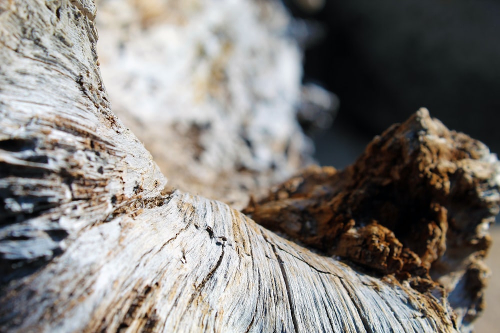 brown and white wood log