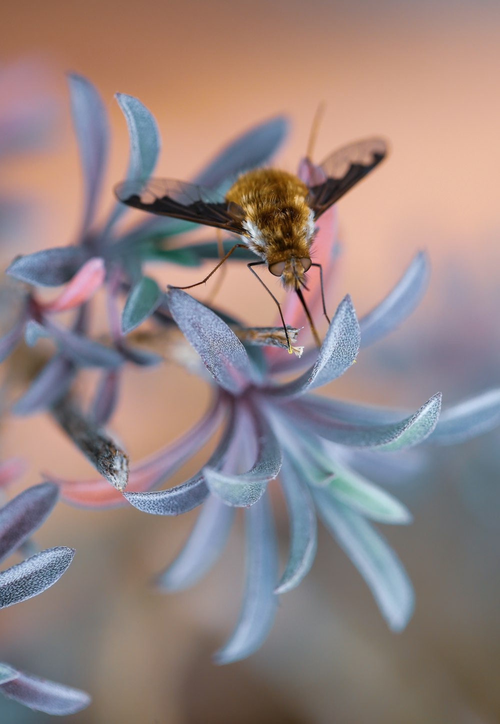 white and black butterfly on pink flower in close up photography during daytime