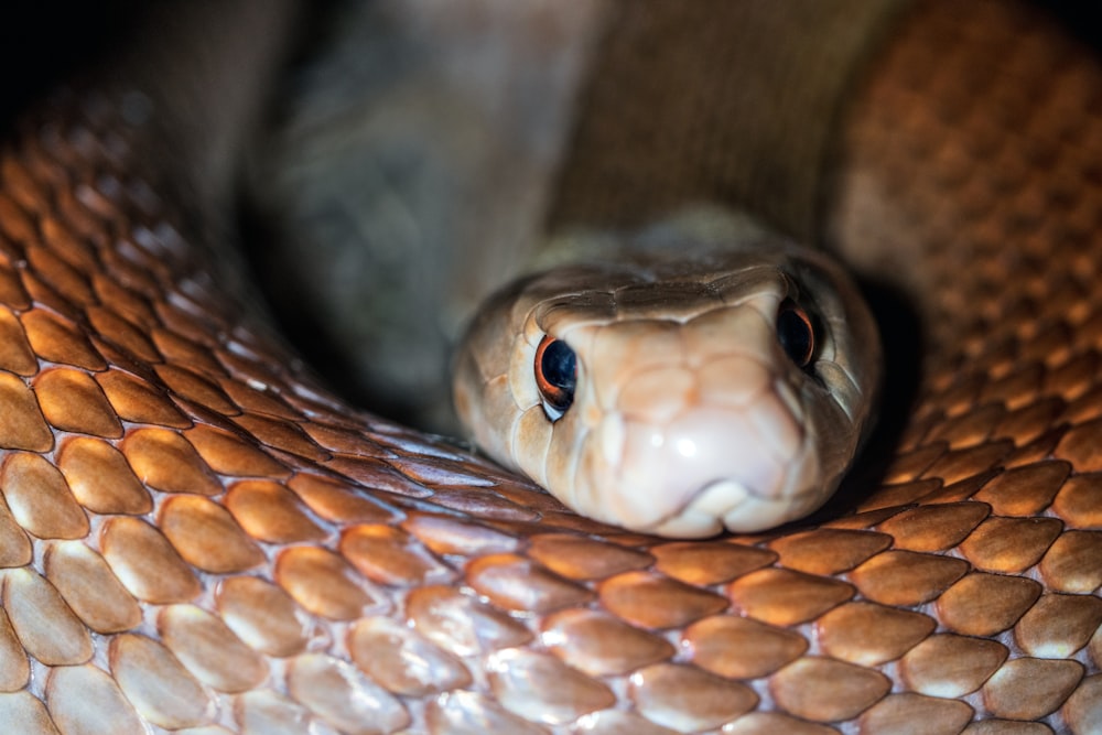 brown snake on gray surface