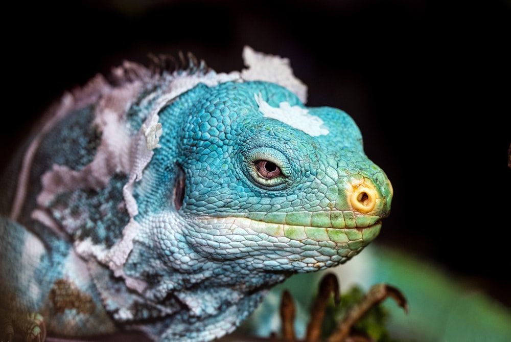 blue and green bearded dragon
