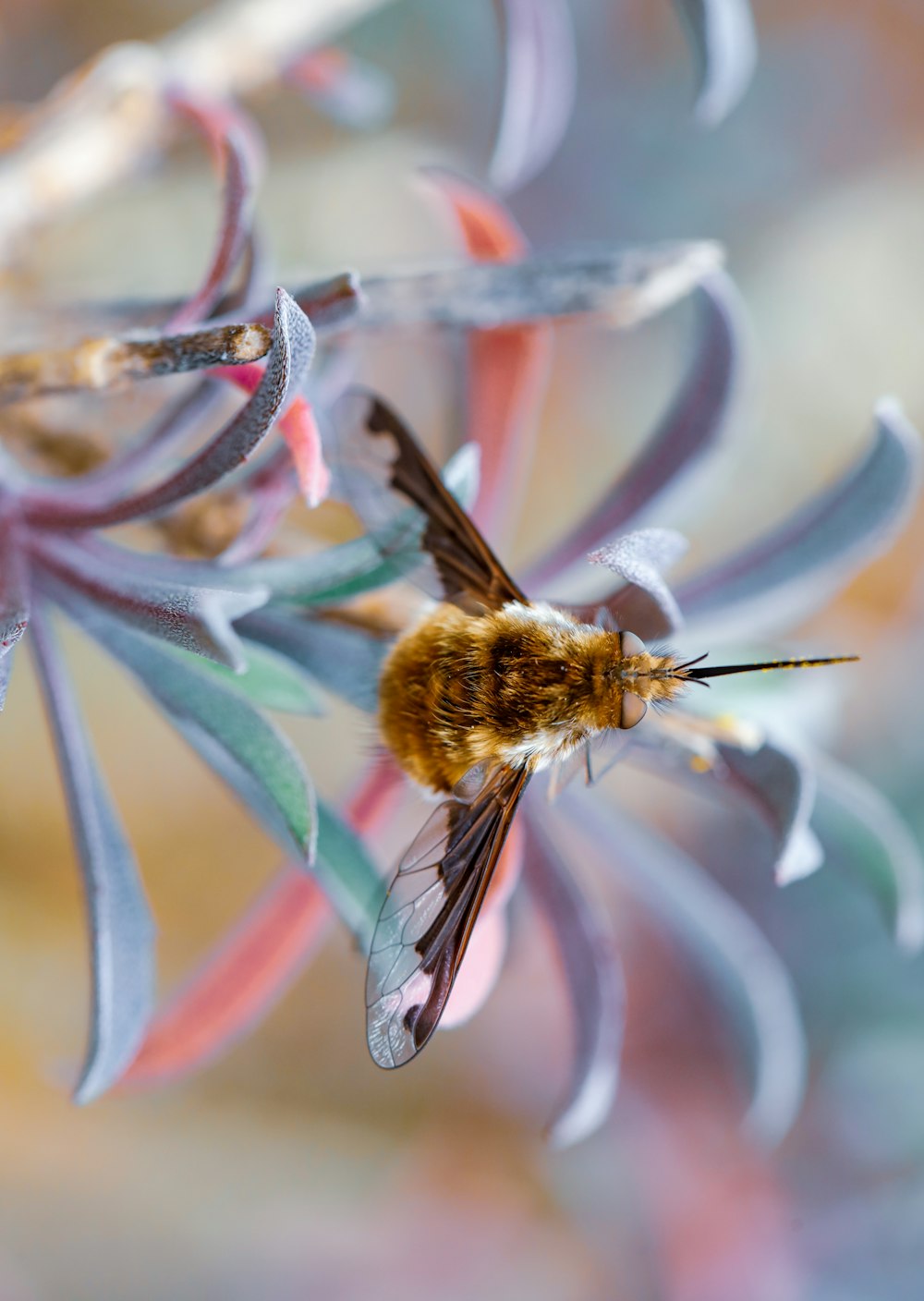 honeybee perched on pink flower in close up photography during daytime