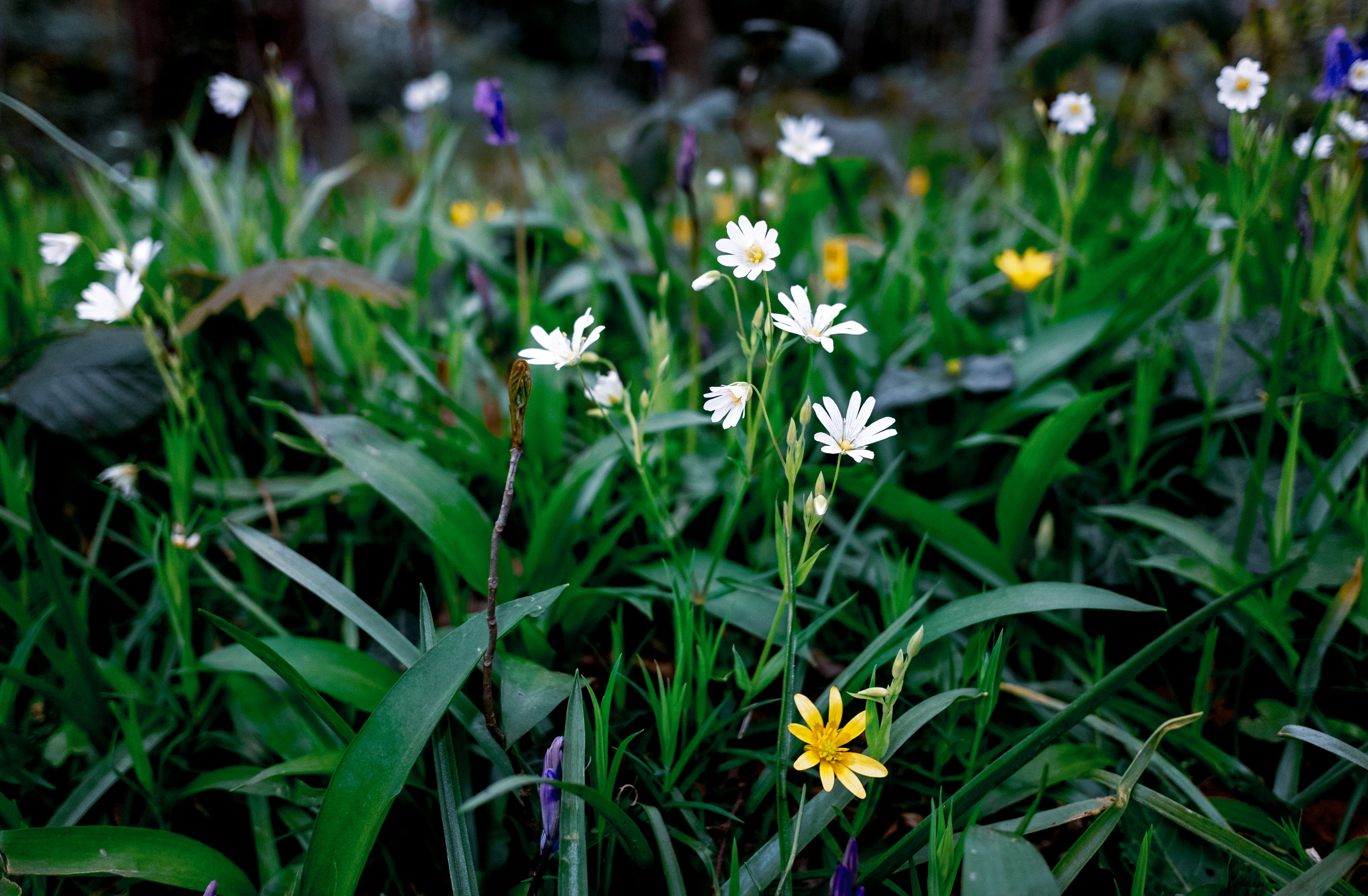 Photo by grievek1610begur