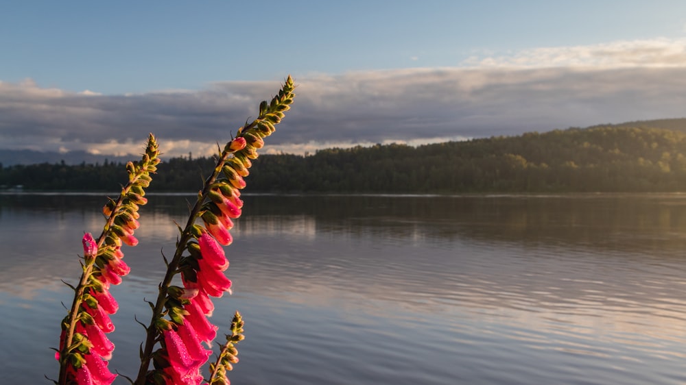 pink and yellow flowers on body of water during daytime