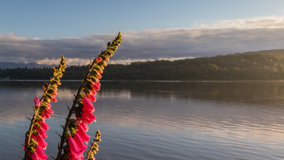 pink and yellow flowers on body of water during daytime