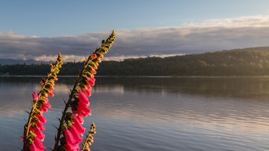 Fort Langley things to do in Langley Township