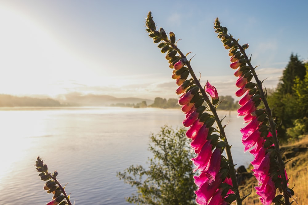 pink flowers near body of water during daytime