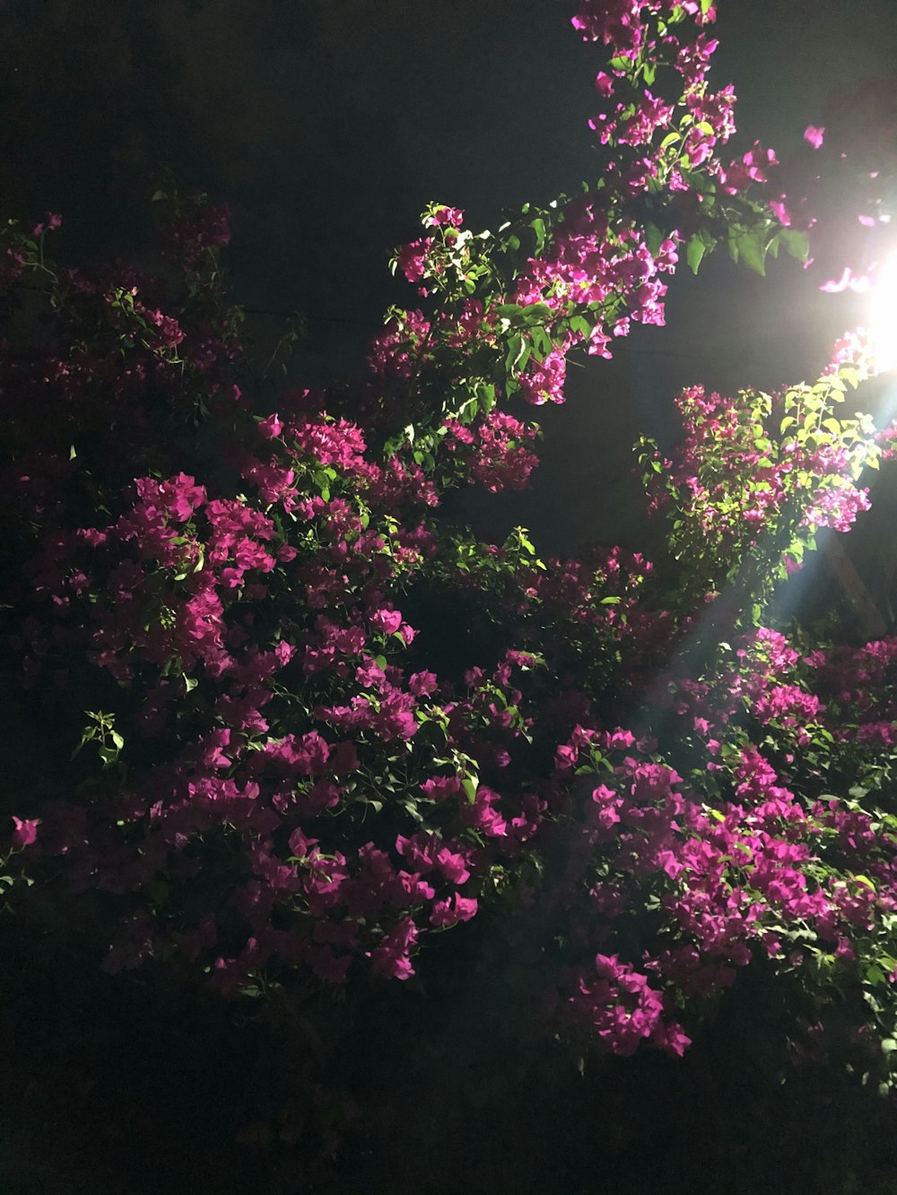 pink flowers with green leaves