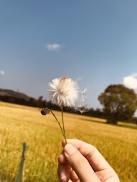 person holding white dandelion flower during daytime