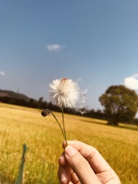 person holding white dandelion flower during daytime