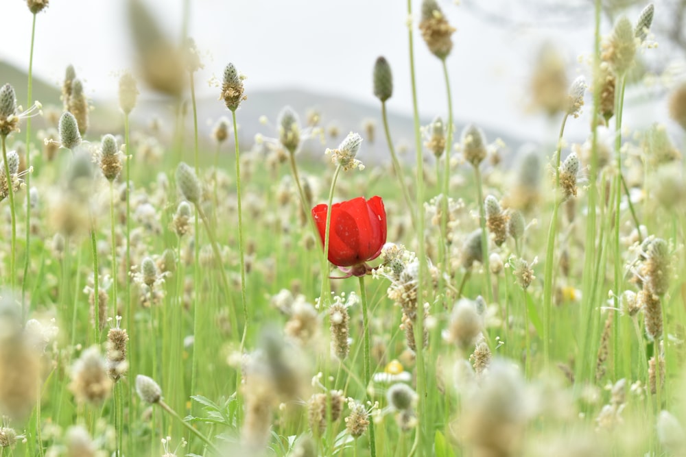 red flower on green grass during daytime