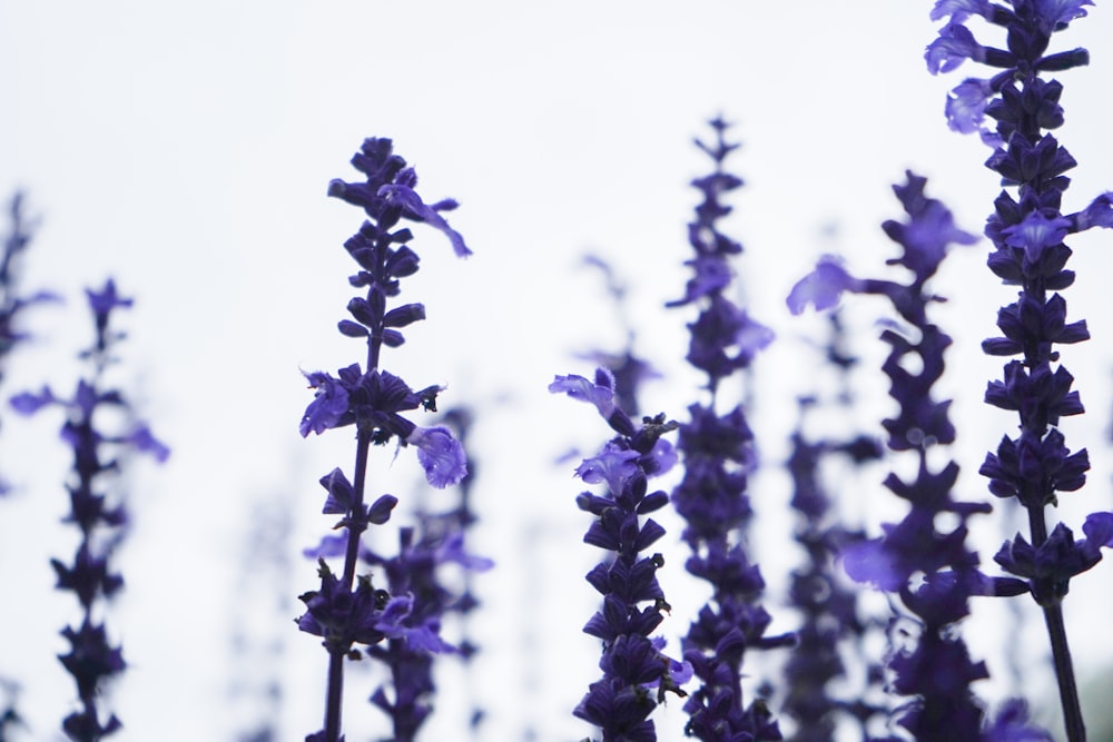 purple flower in close up photography