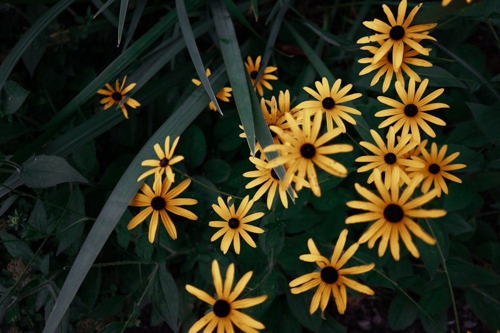 yellow flowers with green leaves