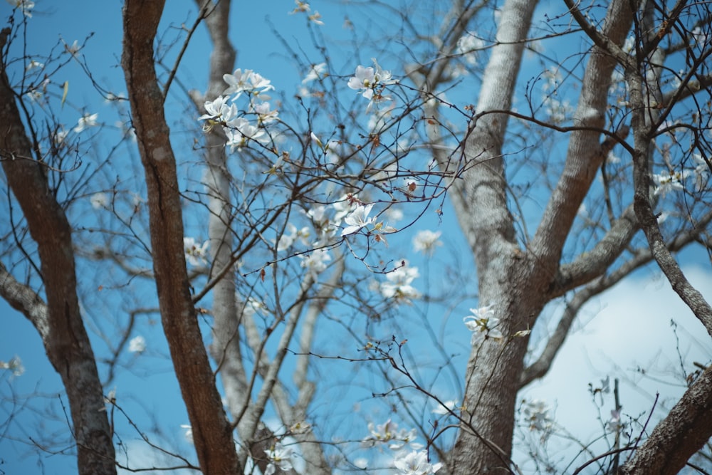 昼間の白桜並木