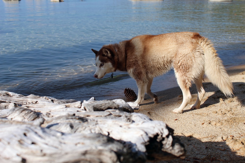 Husky siberiano marrón y blanco en una roca gris cerca del cuerpo de agua durante el día