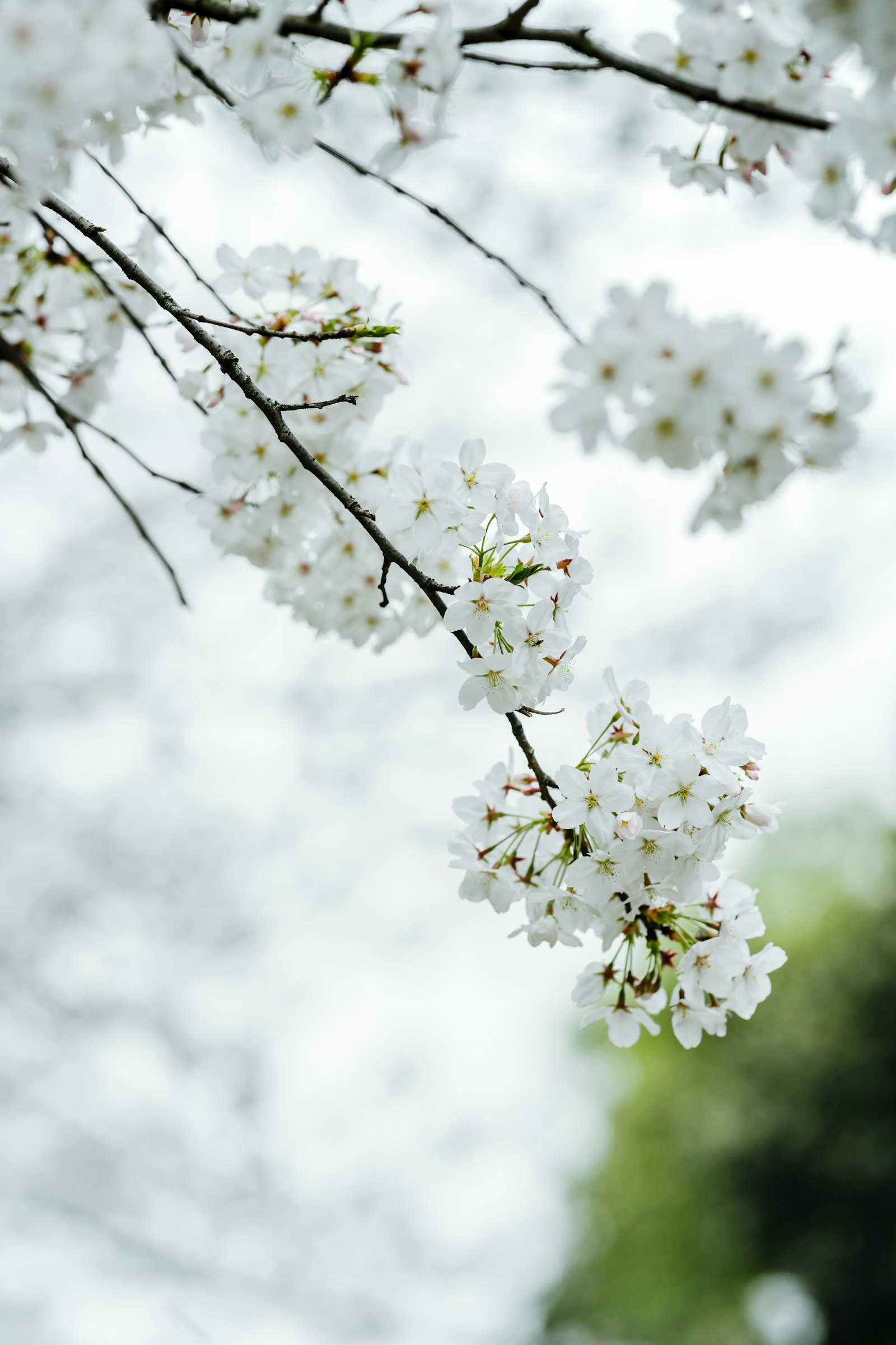 Sony a7R III + Sony FE 135mm F1.8 GM sample photo. White cherry blossom in photography