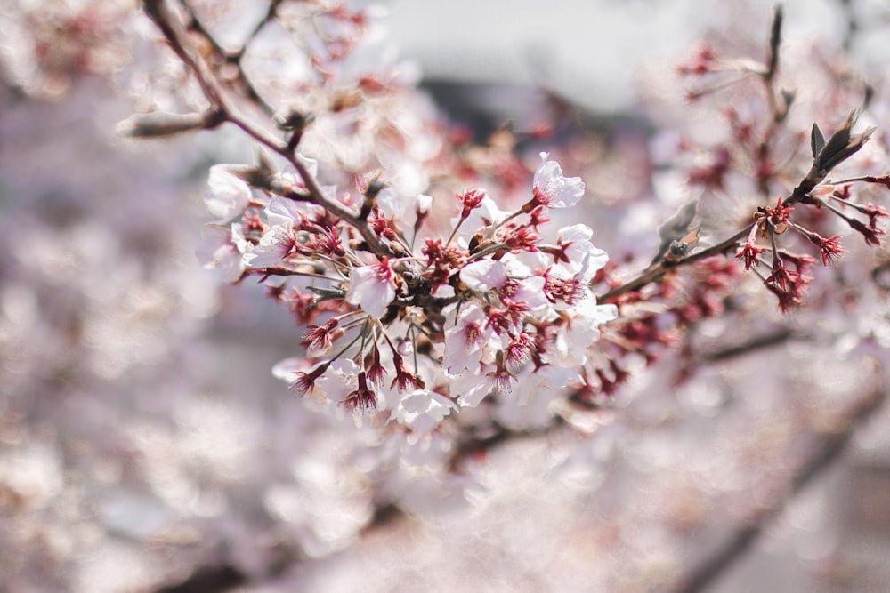 white and red cherry blossom